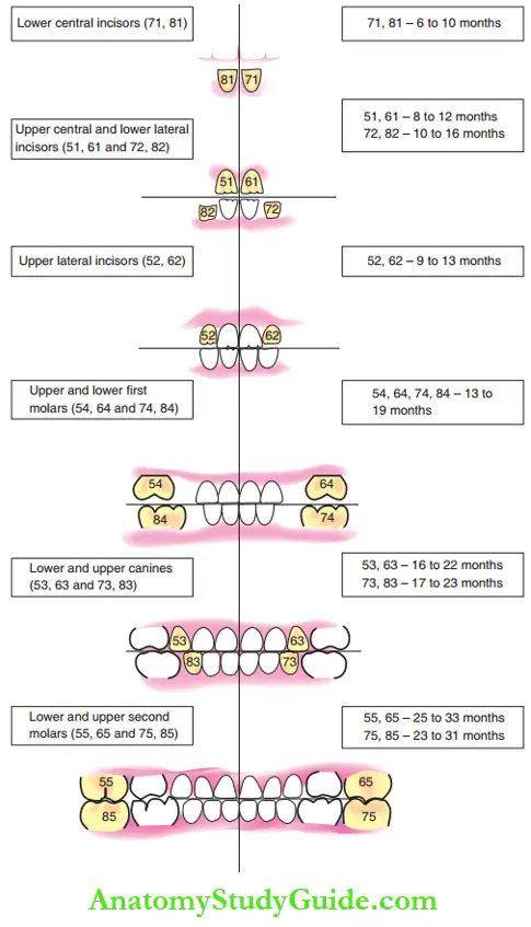 Chronology Of Teeth Eruption The Chronological Sequence Of Eruption Of Primary Teeth
