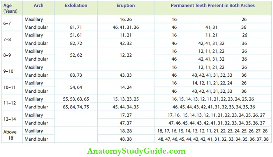 Chronology Of Teeth Eruption The General Sequence Of Exfoliation Of primary Teeth And Eruption Of Permananent Teeth