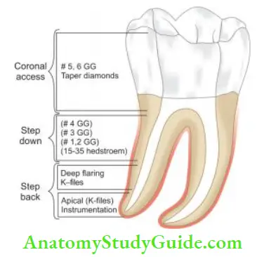 Cleaning And Shaping Of Root Canal System Crown-down technique for curved canals.