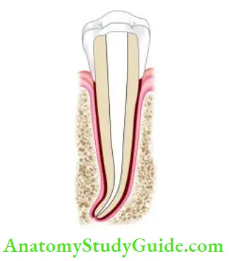 Cleaning And Shaping Of Root Canal System Prepared root canal shape should be continuously tapered.