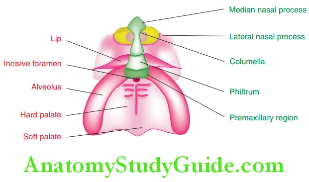 Cleft Lip And Cleft Palate derivatives of the frontonasal process green colour and maxillary processes pink colour