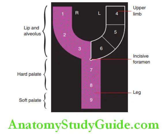 Cleft Lip And Cleft Palate kernagans Y graphical method of representing a complete unilateral cleft on the right side