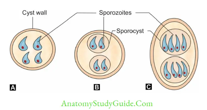 Coccidian Parasites Sporulated oocysts (schematic diagram) of A. Cryptosporidium; B. Cyclospora; C. Cystoisospora