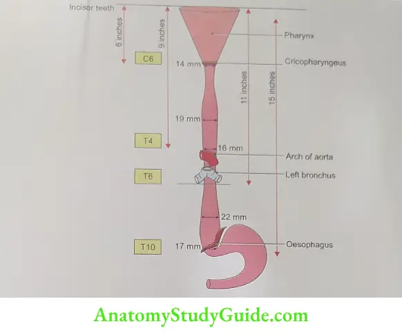 Constrictions and dilation of oesophagus in mm