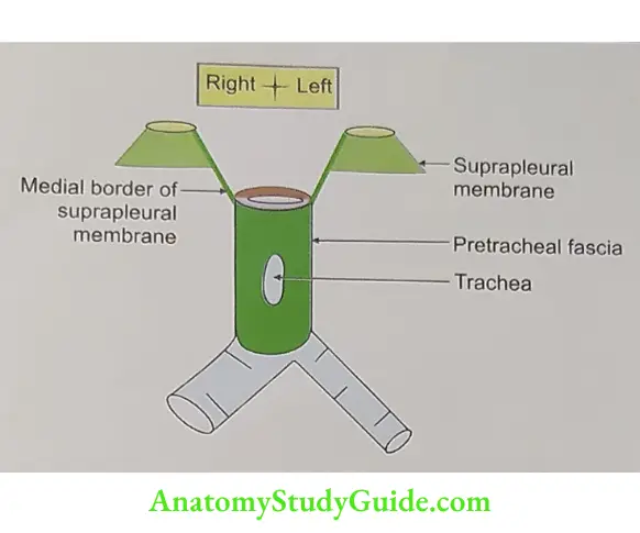 Coronal section showing the fate of the medial border of the right and left suprapleural membranes. They continue as pretracheal fascia