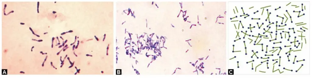 Corynebacterium and Bacillus Notes - Anatomy Study Guide