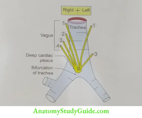 Deep Cardiac Plexus