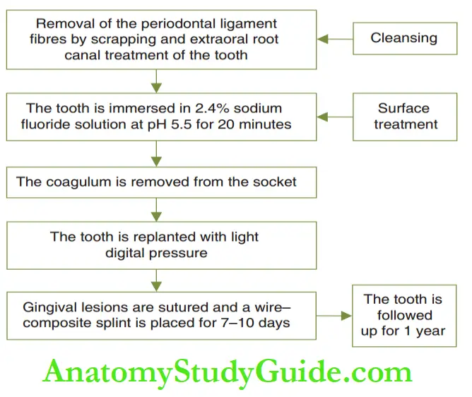 Dental Injuries to Permanent teeth in mixed denifition Replantation of a tooth with long extraoral time.