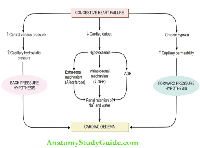 Derangements Of Homeostasis And Haemodynamics Mechanisms Involved In The Pathogenesis Of Cardiac Oedema