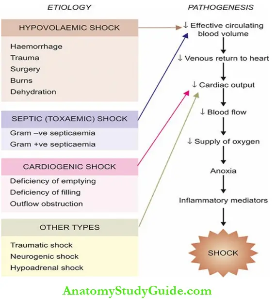 Derangements Of Homeostasis And Haemodynamics Pathogenesis Of Circulatory Shock