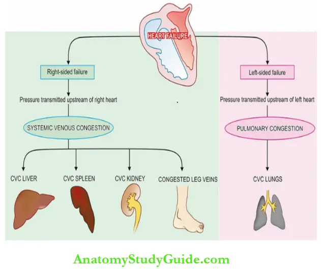 Haemodynamic Derangements Explained Notes - Anatomy Study Guide