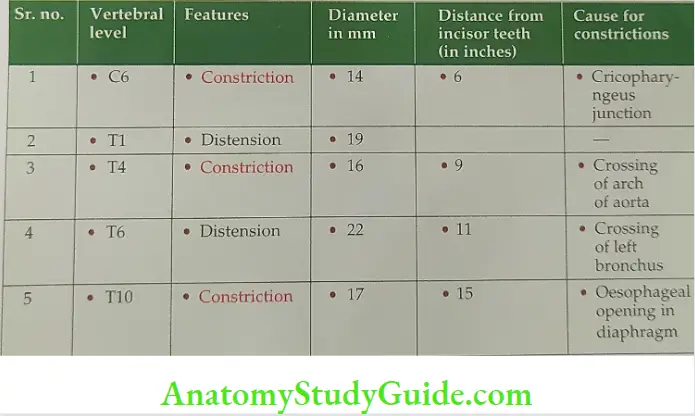 Details of oesophagus regarding diameter and distance from incisor teeth