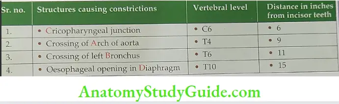 Details of oesophagus regarding diameter and distance from incisor teeth.