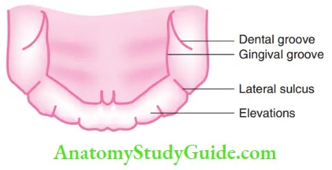 Development Of Occlusion Features Of Mandibular Gum Pad