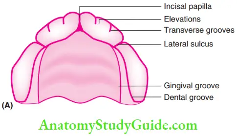 Development Of Occlusion Features Of Maxillary Gum Pad