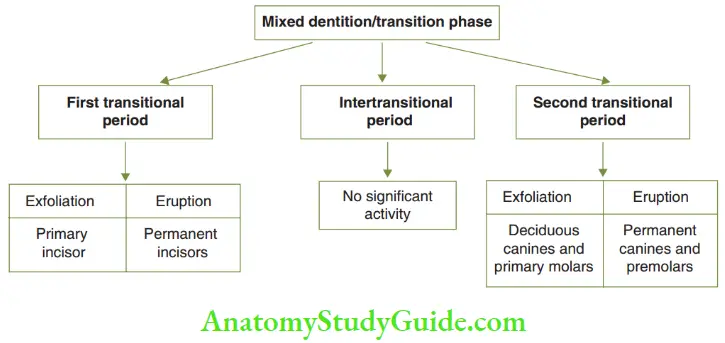 Development Of Occlusion Mixed Dentition Stage