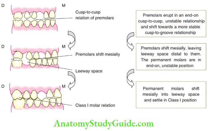 Development Of Occlusion Settling Of Permanent Molars In Occlusion With A Late Mesial Shift