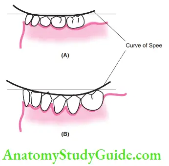 Development Of Occlusion Shallow Curve Of Spee In The Deciduous Mandibular Arch