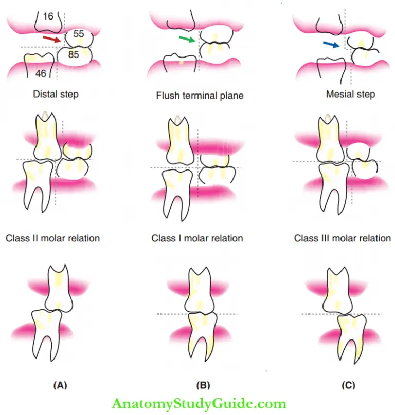 Development Of Occlusion Notes Anatomy Study Guide