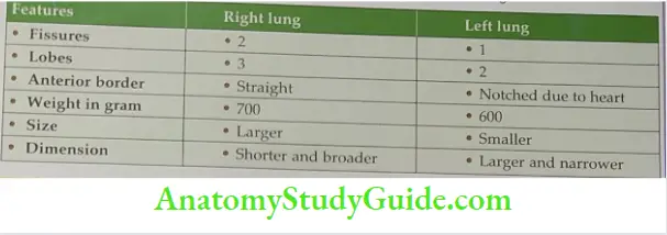 Difference between right and left lungs.