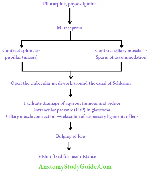 Drugs Acting On Autonomic Nervous System Action Og Muscarinic Agonists On Eye