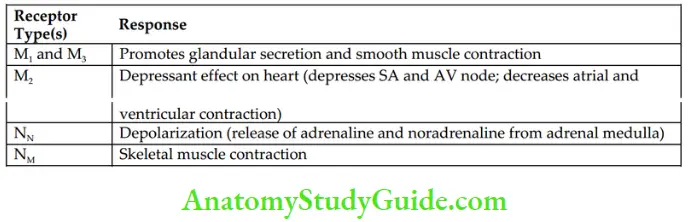 Drugs Acting On Autonomic Nervous System Characterstics Of Muscarinic And Nictotinic Receptor Subtypes