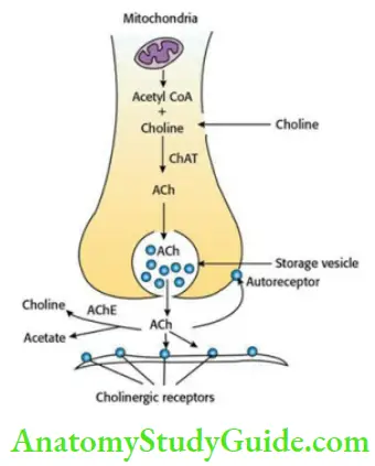 Drugs Acting On Autonomic Nervous System Cholinergic System