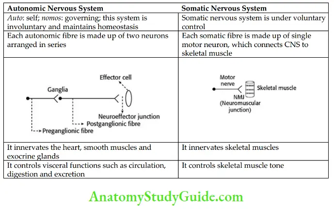 Drugs Acting On Autonomic Nervous System Differences Between ANS And Somatic Nervous System