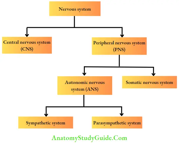 Drugs Acting On Autonomic Nervous System Introduction To Autonomic Pharmacology