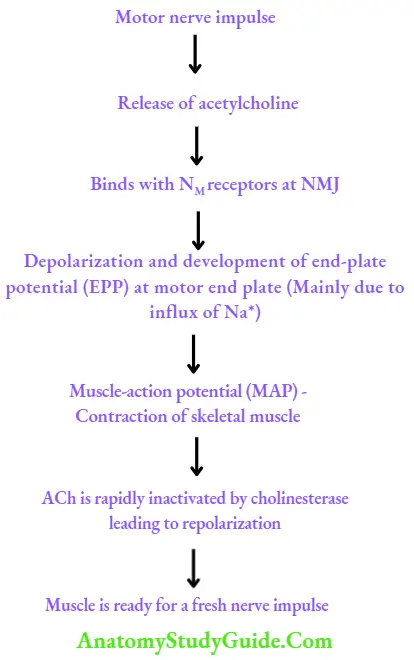 Drugs Acting On Autonomic Nervous System Physiology Of Skeletal Muscle Contraction