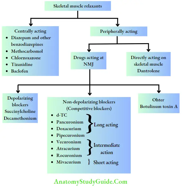 Drugs Acting On Autonomic Nervous System Skeletal Muscle Relaxants