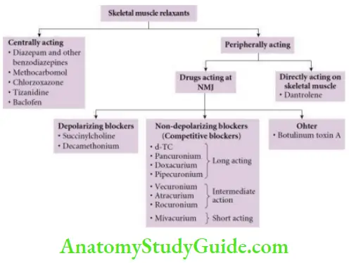 Drugs Acting On Autonomic Nervous System Notes - Anatomy Study Guide