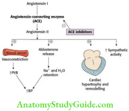 Angiotensin Converting Enzyme (Ace) Inhibitors Notes - Anatomy Study Guide