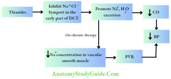 Angiotensin Converting Enzyme (Ace) Inhibitors Notes - Anatomy Study Guide