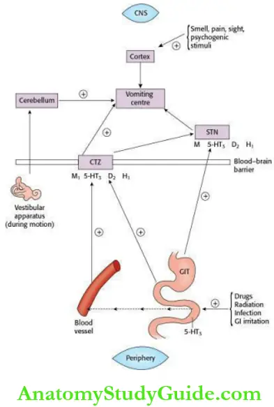 Drugs Used In The Treatment Of Gastrointestinal Diseases Central And Visceral Structures Involved In Emesis