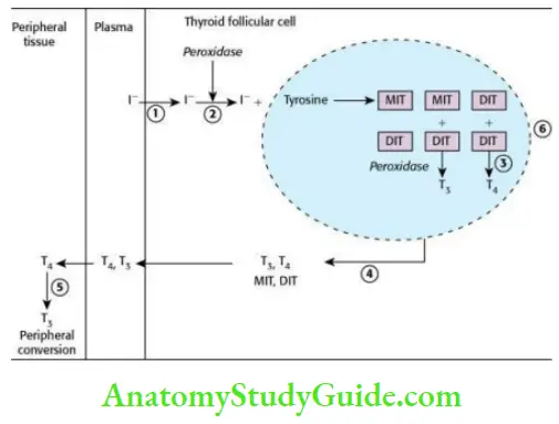 Endocrine Pharmacology Antithyroid Drugs
