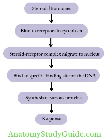 Endocrine Pharmacology In The Cytoplasm