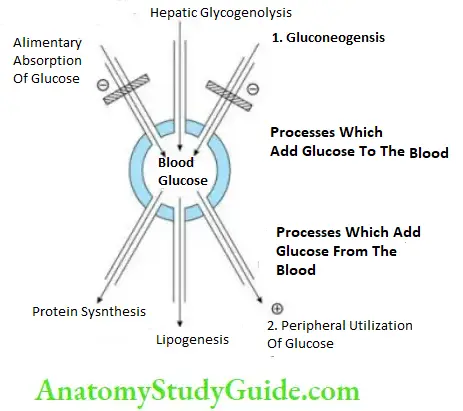 Endocrine Pharmacology Mechanism Of Action Of Biguanides