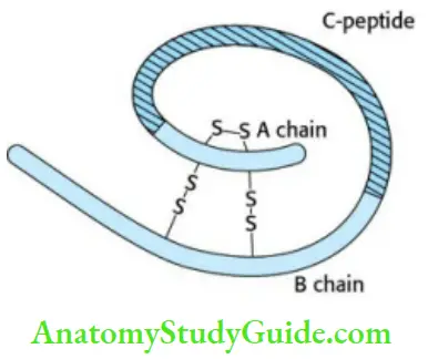 Endocrine Pharmacology Structure Of Proinsulin