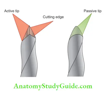 Endodontic Instruments cutting and non cutting tip.