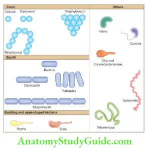 Endodontic Microbiology Notes - Anatomy Study Guide