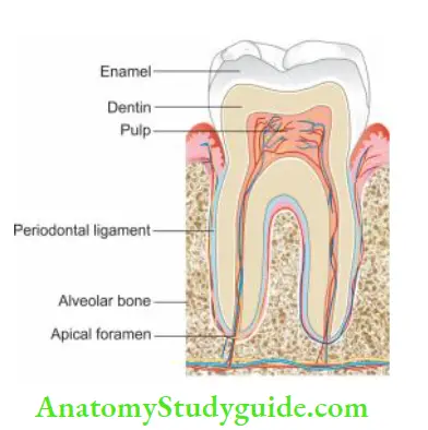 Endodontic Periodontal Lesions Diagrammatic representation of apical foramen