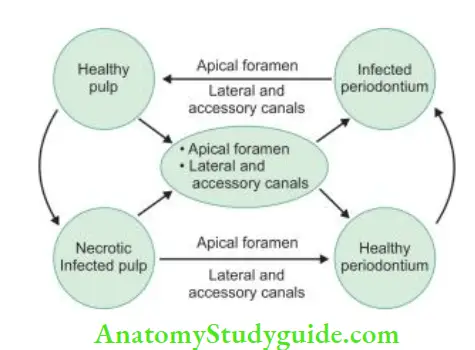 Endodontic Periodontal Lesions Impact of pulp and periodontal diseases on each other.