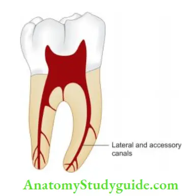 Endodontic Periodontal Lesions Lateral and accessory canals can exist anywhere on the root surface