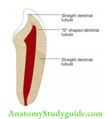 Endodontic Periodontal Lesions Pattern of dentinal tubules.