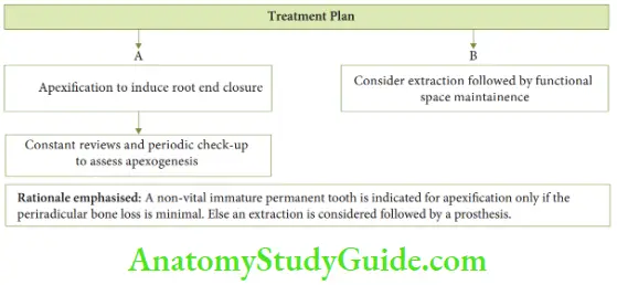 Endodontic Treatment Of Young Permanent Teeth Case 2 Clinical Scenario Treatment Plan