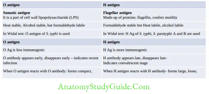 Enterobacteriaceae Differences between somatic (O) and flagellar (H) antigen