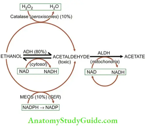 Environmental Diseases Notes - Anatomy Study Guide