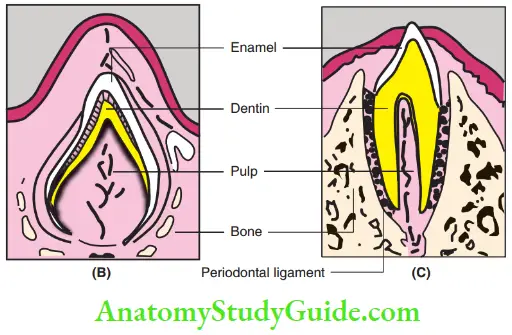Eruption And Exfoliation Of Teeth Beginning Of Root Formation; Differentiation Of Various Components Of Tooth Germ
