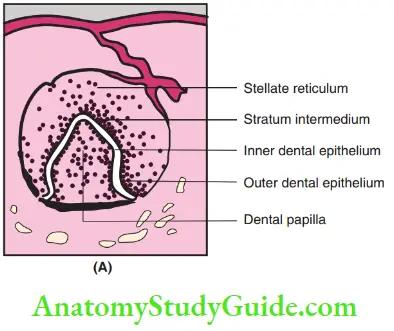 Eruption And Exfoliation Of Teeth Bell Stage